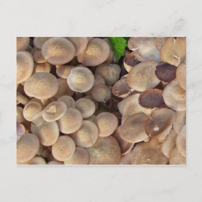 Little mushrooms postcard (Front)