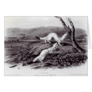 Little Nimble Weasel