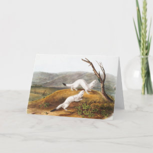 Little Nimble Weasel Putorius agilis Illustration Card