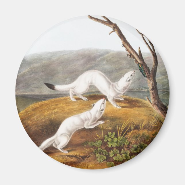 Little Nimble Weasel Putorius agilis Illustration Magnet (Front)