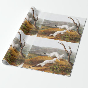Little Nimble Weasel Putorius agilis Illustration Wrapping Paper