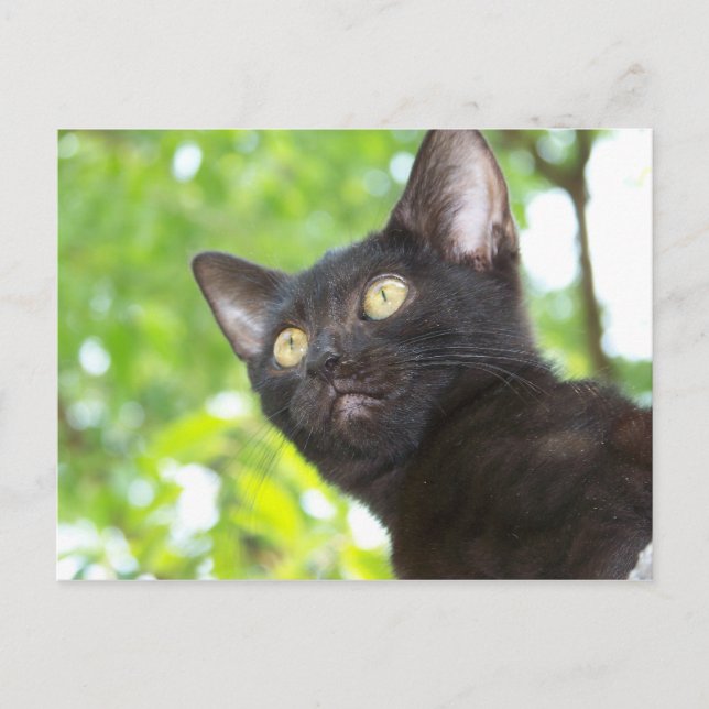 Little Nitt seeking Postcard (Front)