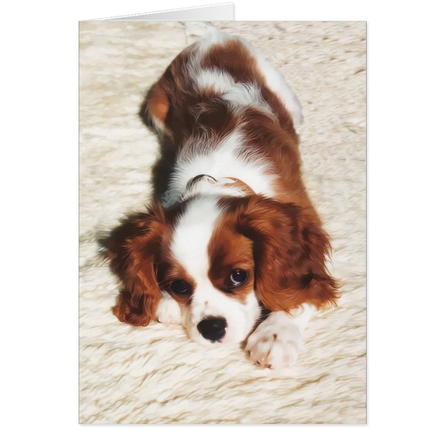Little One Cavalier King Charles Spaniel (Front)