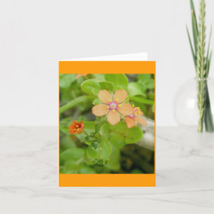 Little Orange Wildflower Scarlet Pimpernel Holiday Card