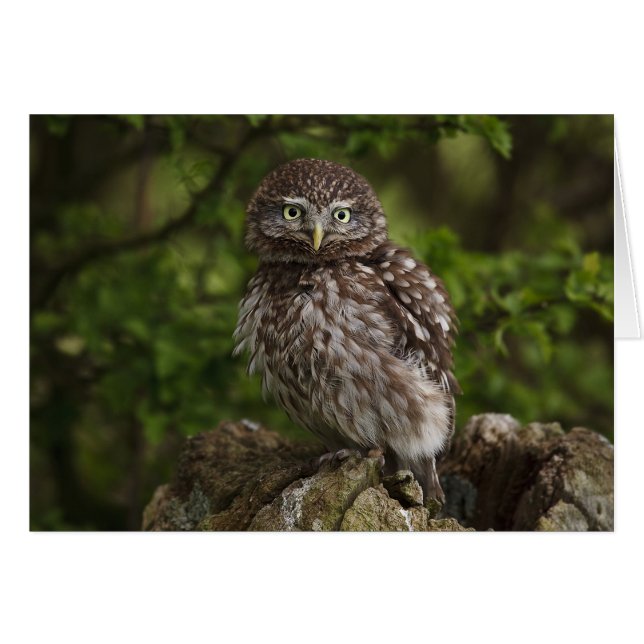 Little Owl (Front Horizontal)