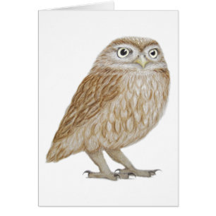 Little Owl 2011
