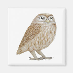 Little Owl 2011 Magnet