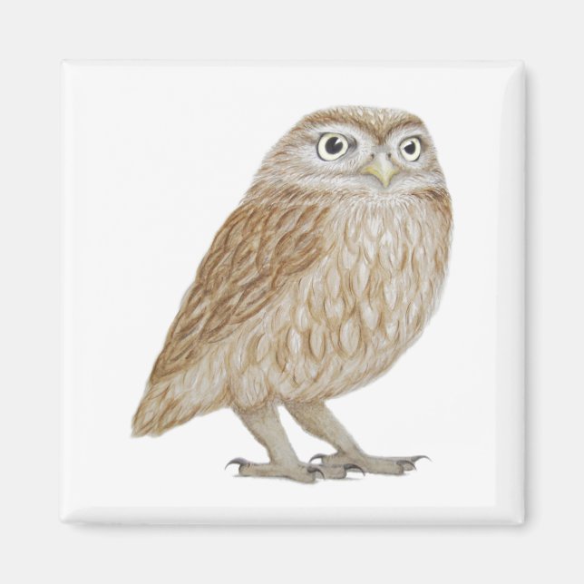 Little Owl 2011 Magnet (Front)
