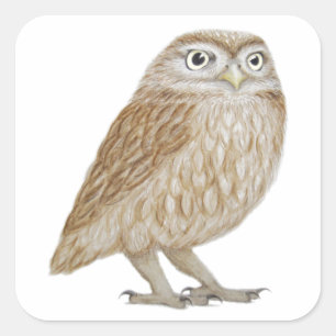 Little Owl 2011 Square Sticker