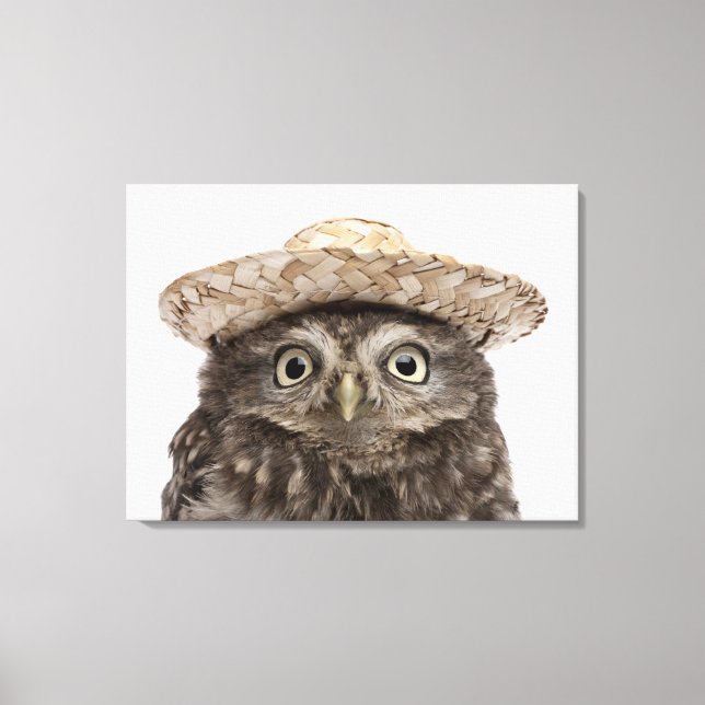Little Owl | Athene noctua Canvas Print (Front)