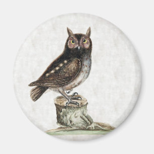 Little Owl Magnet