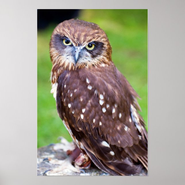 Little Owl Poster (Front)