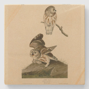 Little Owl (Saw-whet) Audubon's Birds of America Stone Coaster