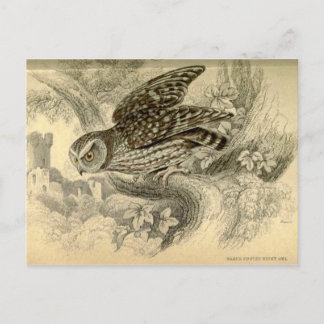 Little Owl:  Vintage Jardine's illustration card