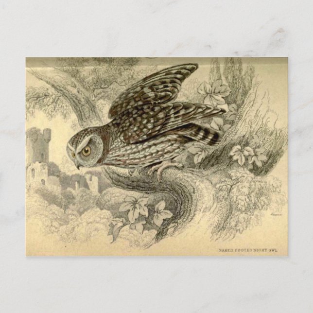 Little Owl:  Vintage Jardine's illustration card (Front)