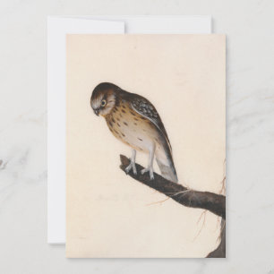 Little Owl   William Lewin