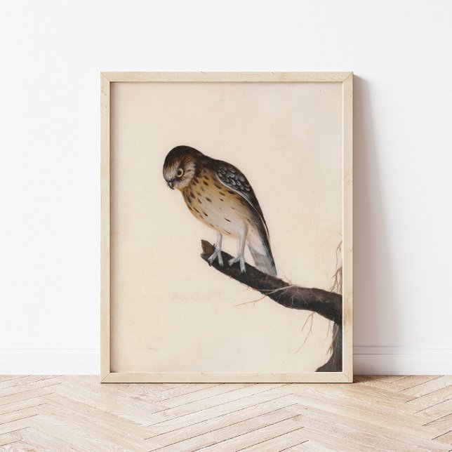 Little Owl | William Lewin Poster (Creator Uploaded)