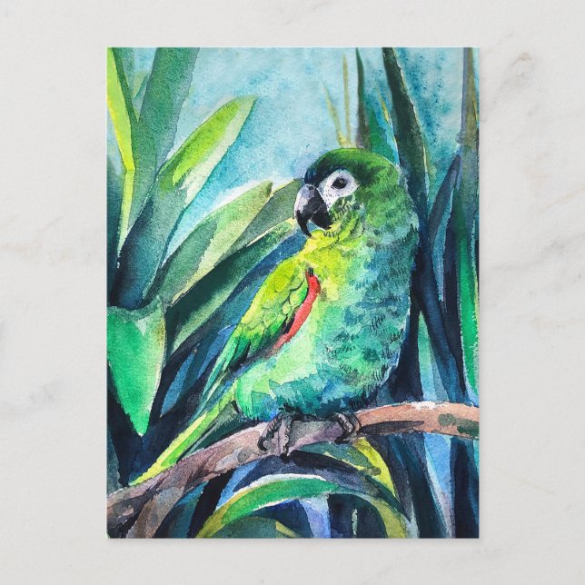 Little parrot postcard (Front)