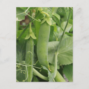 Little Peas of Summer Postcard