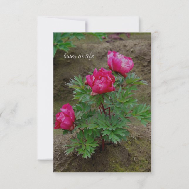 Little Peony Bush Card (Front)