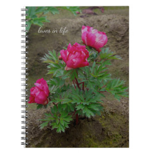 Little Peony Bush Notebook