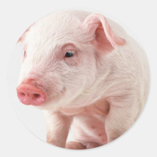 Little Pig Classic Round Sticker