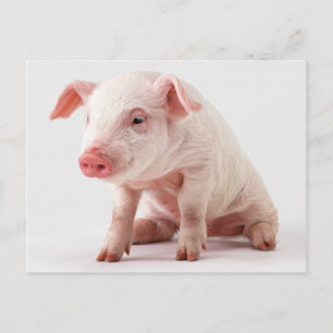 Little Pig Postcard