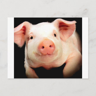 Little Piggy Postcard
