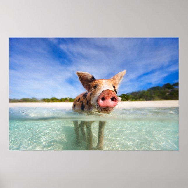 Little piglet poster (Front)