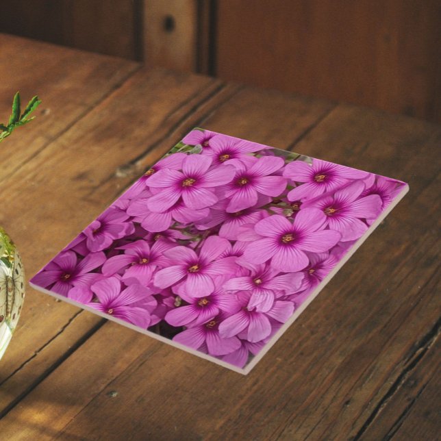 Little Pink Oxalis Flowers Floral Tile (In Situ)