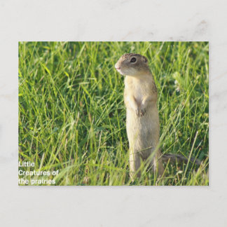 Little Prairie Creatures Postcard