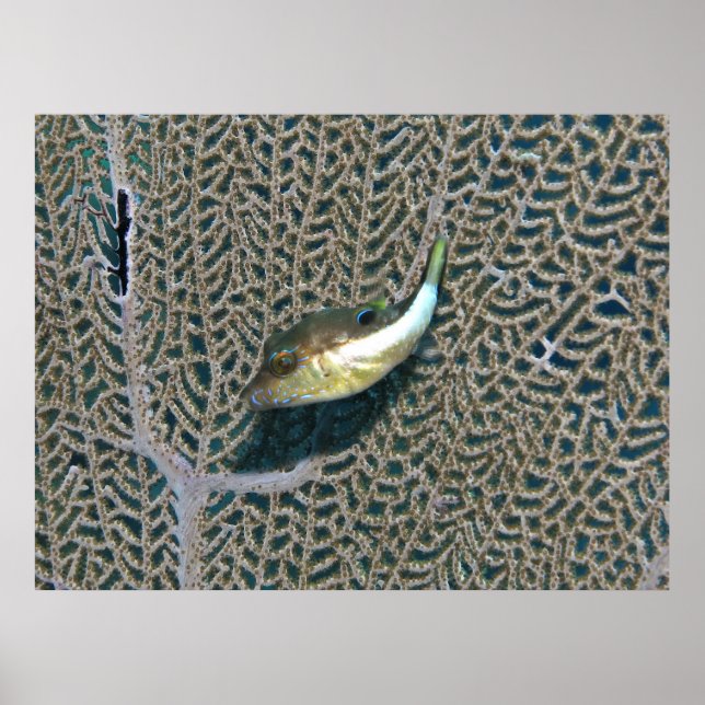 Little Puffer and Fan Coral Poster (Front)