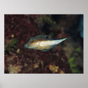 Little Puffer Poster