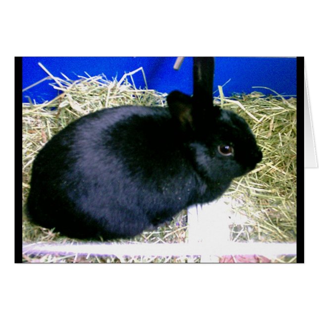 Little Rabbit 2 (Front Horizontal)