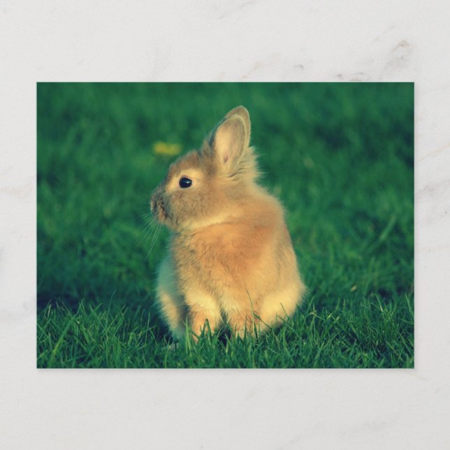 Little rabbit postcard (Front)