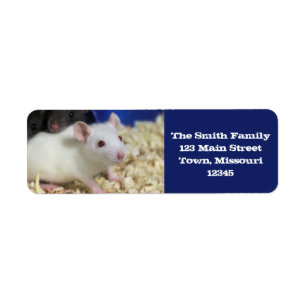 Little rat