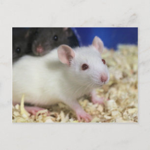 Little rat postcard