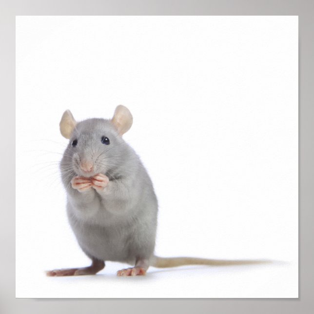 Little rat poster (Front)