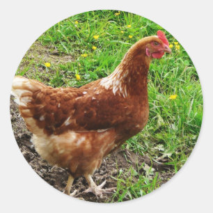 Little Red Chicken  - Free Range Egg Layer Classic Round Sticker