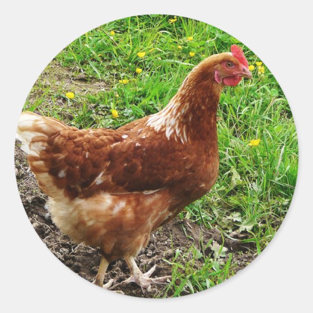 Little Red Chicken  - Free Range Egg Layer Classic Round Sticker (Front)