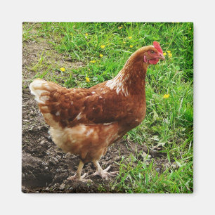 Little Red Chicken  - Free Range Egg Layer Magnet