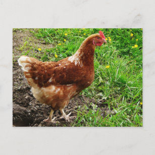 Little Red Chicken  - Free Range Egg Layer Postcard