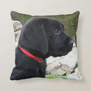 Little Red Collar - Black Lab Puppy - Labrador Cushion