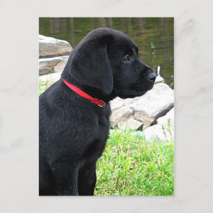 Little Red Collar - Black Lab Puppy - Labrador Postcard