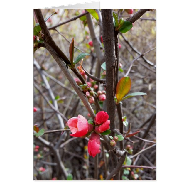 little red flowers (Front)