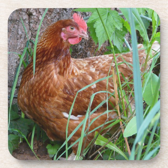 Little Red Hen in the Grass Coaster (Front)