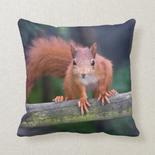 Little Red Pillow
