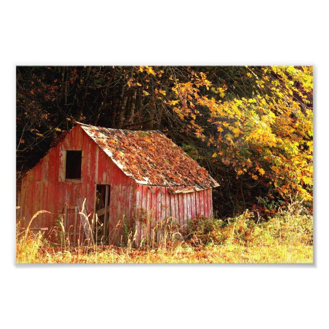 Little Red Shed. Photo Print (Front)