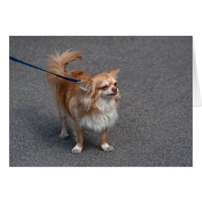 Little Redhead (Front Horizontal)