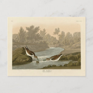 Little Sandpiper from Audubon's Birds of America Postcard